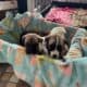 Retriever Mastiff/ Great Pyrenees puppies