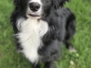Purebred Border Collie (Max)