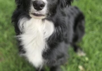Purebred Border Collie (Max)