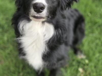 Purebred Border Collie (Max)