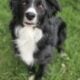 Purebred Border Collie (Max)