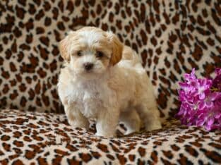 Shih-Poo For Sale Baltic OH Avery