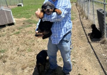 German Rottweiler Puppies, 4-Females