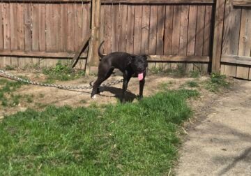 Adba red female pitbull$ 800 obo