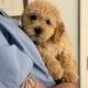 Adorable Mini Goldendoodle puppies available.