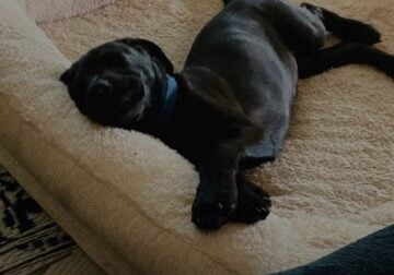 Iya – Lab Mix Puppy!