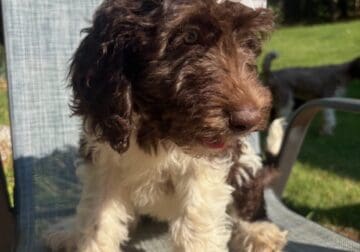 Labradoodle Puppies F1B Non-Shedding