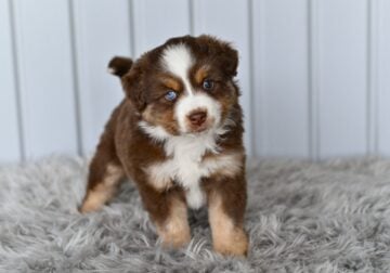 Mini Australian Shepherd Holmesville OH Lisa