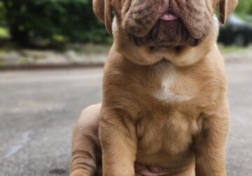 Dogue de Bordeaux pups