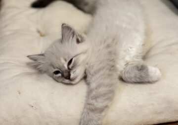Registered Ragdoll kitten