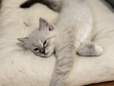 Registered Ragdoll kitten
