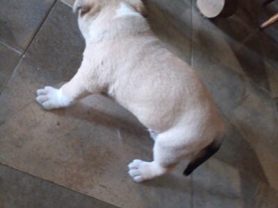 Tan brown and black puppies