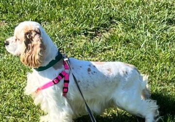 Lottie – AKC – American Cocker Spaniel