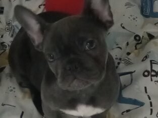 Jade the Blue Frenchie