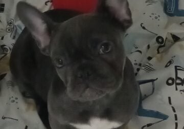 Jade the Blue Frenchie