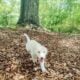 White Female Siberian Husky Puppy