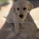 AKC Golden Retrievers