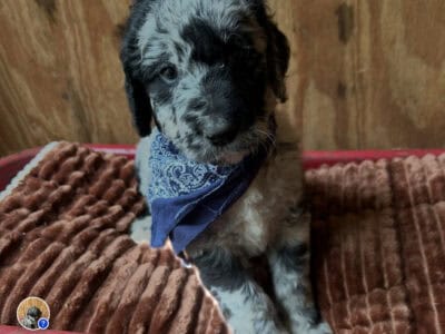 GOLDEN DOODLES READY TO LOVE