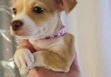 Rose Chihuahua chiweenie puppies female