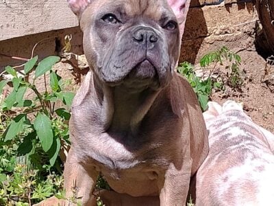 Family Raised French Bulldogs