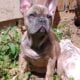 Family Raised French Bulldogs