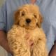 Adorable Mini Goldendoodle puppies available.