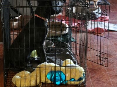 Lab Pit Mix