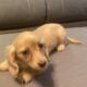 Miniature Dauchshund