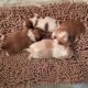 Shih Tzu/Pekingese mix puppies