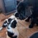Saint Bernewfie Puppies