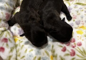 French Bulldogs