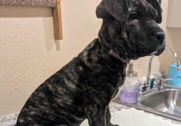 Cane Corso/German Shepherd mix puppies