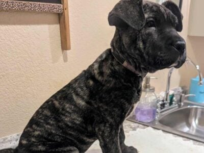 Cane Corso/German Shepherd mix puppies