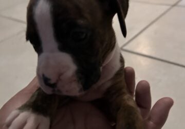 Boxer Pups