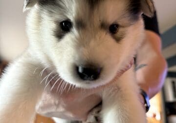 Alaskan Malamute Puppies