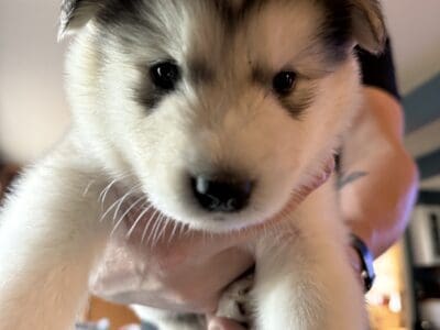 Alaskan Malamute Puppies