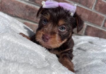 Chocolate Yorkie Female pup