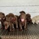 LABrador Retriever Puppies AKC Registered