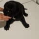 Cane corso pups for sale