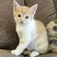 Kittens looking for a new home