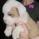 Olde English Bulldogge Puppies