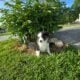 Rosie – Micro/Toy Australian Shepherd