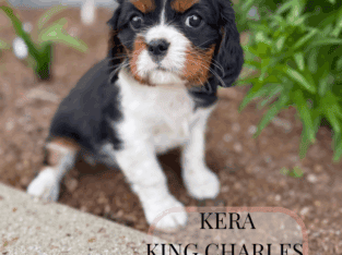 Cavalier King Charles spaniel puppies