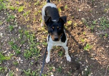 Rat terrier looking for home