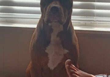 Male XL American Bully
