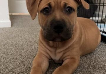 Very Friendly Pitbull Puppy