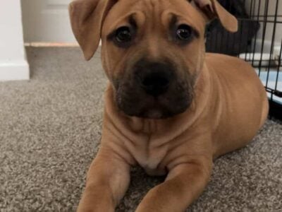 Very Friendly Pitbull Puppy