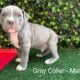 ABKC American Bully XL Puppies