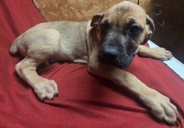 Cane Corso-Neapolitan Mastiff mix puppies