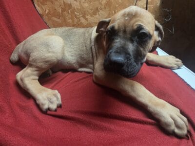 Cane Corso-Neapolitan Mastiff mix puppies